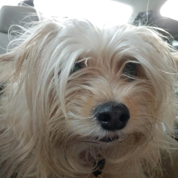 Meet your Posher, Donna - Picture 1 of 1